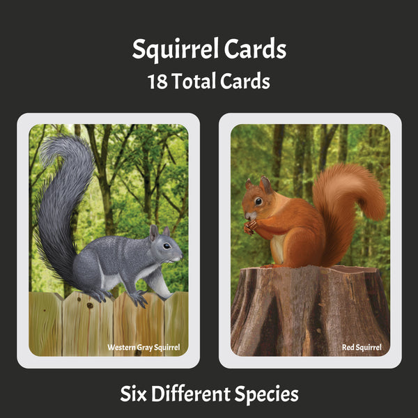 Load image into Gallery viewer, Images says Squirrel Cards 18 total cards six different species with two images of squirrels. Western gray squirrel and red squirrel