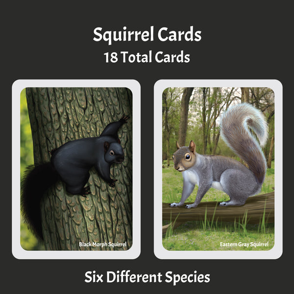 Load image into Gallery viewer, Images says Squirrel Cards 18 total cards six different species with two images of squirrels. Black morph and eastern gray squirrel
